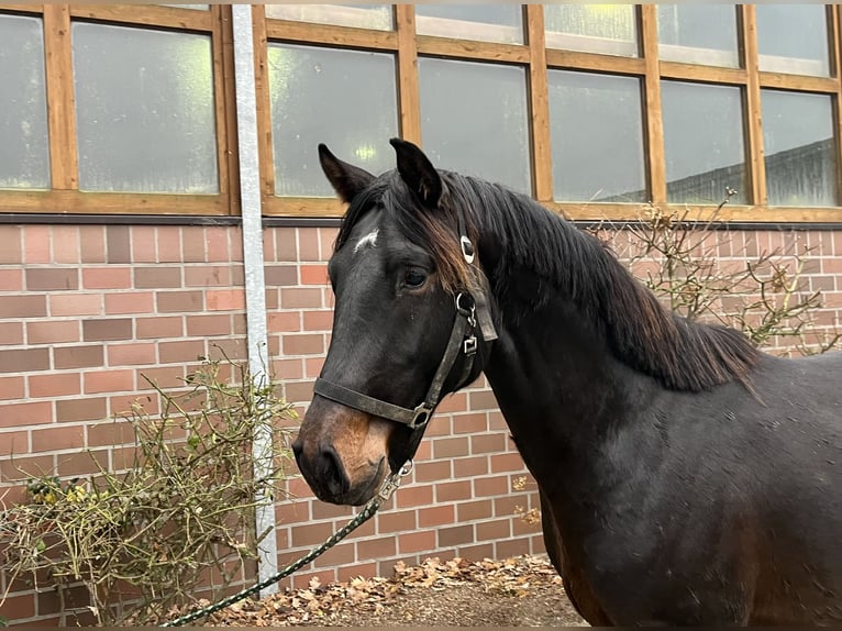 Oldenburg Stallion 3 years 16 hh Smoky-Black in Drantum