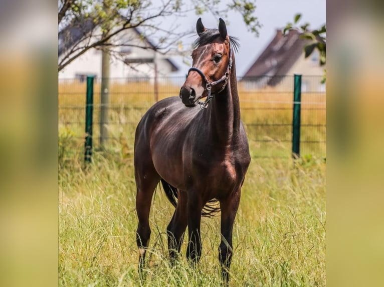 Oldenburg Stallion 3 years 16,1 hh Bay-Dark in Hiddenhausen
