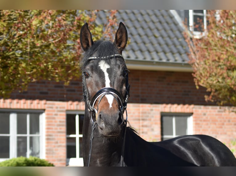 Oldenburg Stallion 3 years 16,1 hh Bay-Dark in Suhlendorf