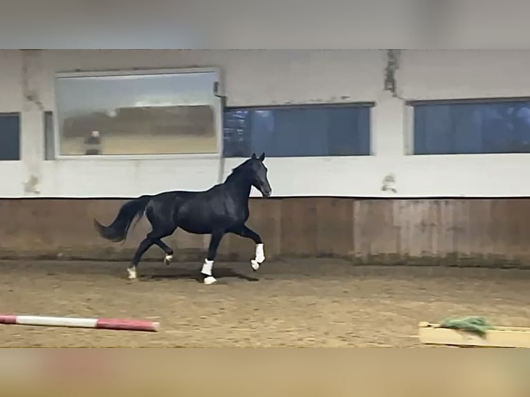 Oldenburg Stallion 3 years 16,1 hh Black in Rosdorf