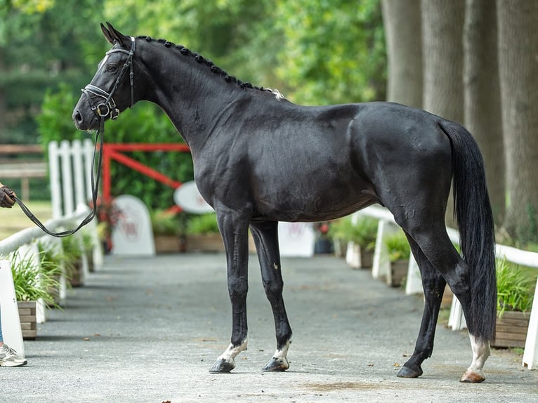 Oldenburg Stallion 3 years 16,1 hh Black in M&#xFC;nster-Handorf