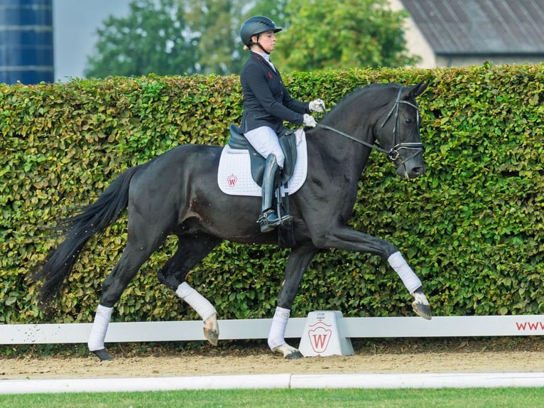 Oldenburg Stallion 3 years 16,1 hh Black in M&#xFC;nster-Handorf
