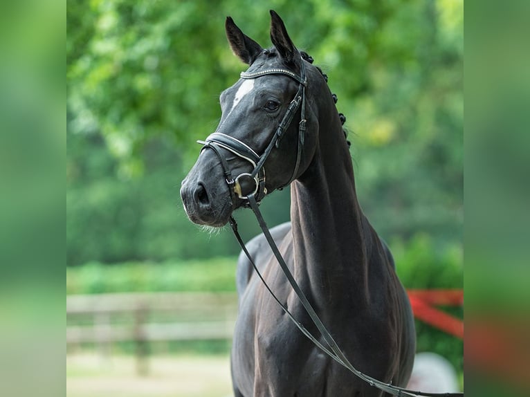 Oldenburg Stallion 3 years 16,1 hh Black in M&#xFC;nster-Handorf