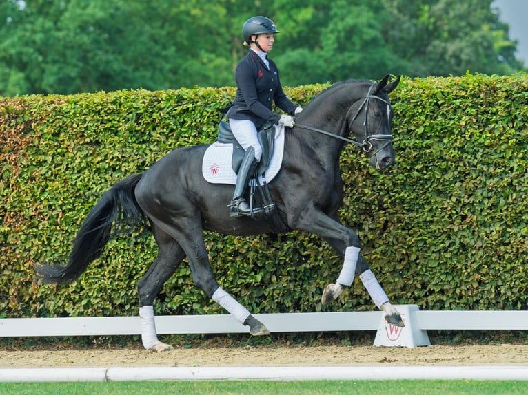 Oldenburg Stallion 3 years 16,1 hh Black in M&#xFC;nster-Handorf