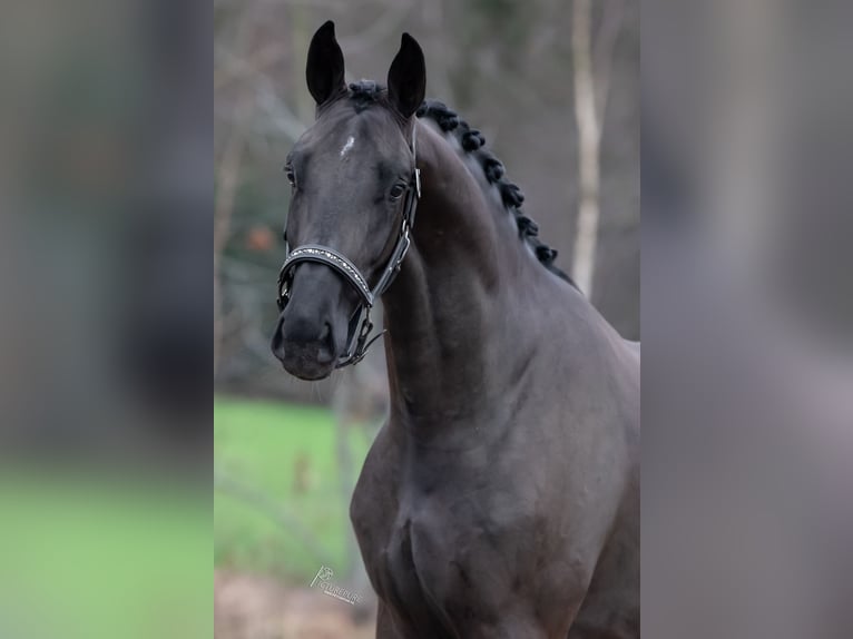 Oldenburg Stallion 3 years 16,1 hh Black in Peer