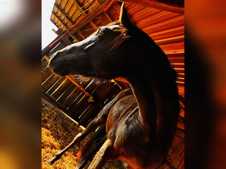 Oldenburg Stallion 3 years 16,1 hh Black in Bad Zwischenahn