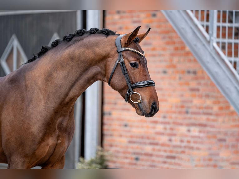 Oldenburg Stallion 3 years 16,1 hh Brown in Berlin
