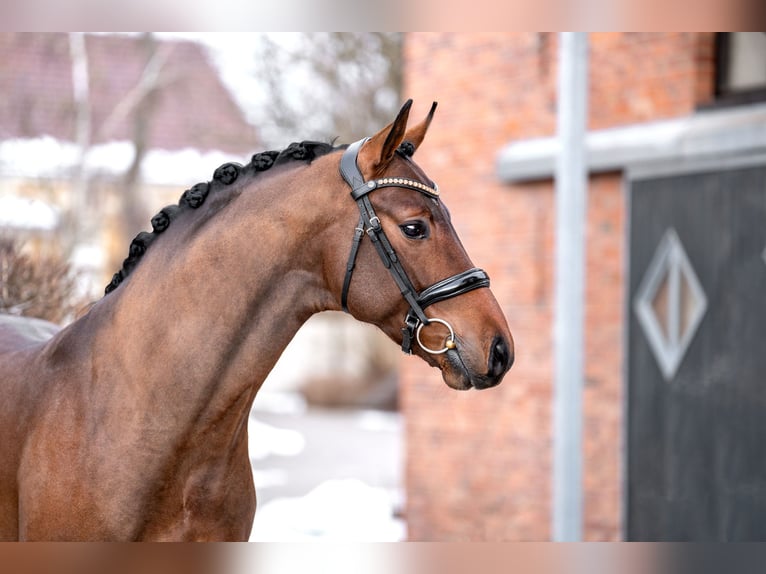 Oldenburg Stallion 3 years 16,1 hh Brown in Berlin