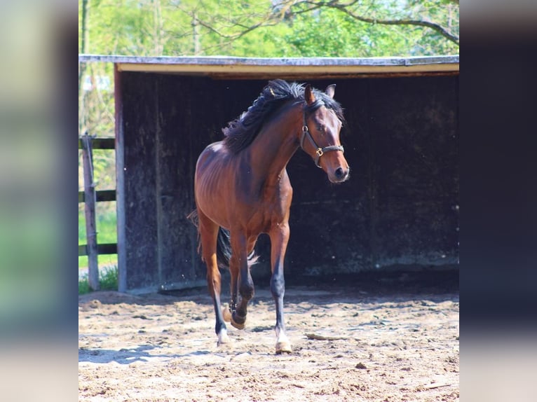 Oldenburg Stallion 3 years 16,1 hh Brown in Radeburg