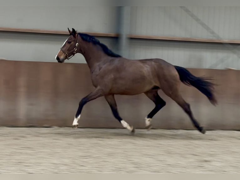 Oldenburg Stallion 3 years 16,1 hh Brown in Zieuwent