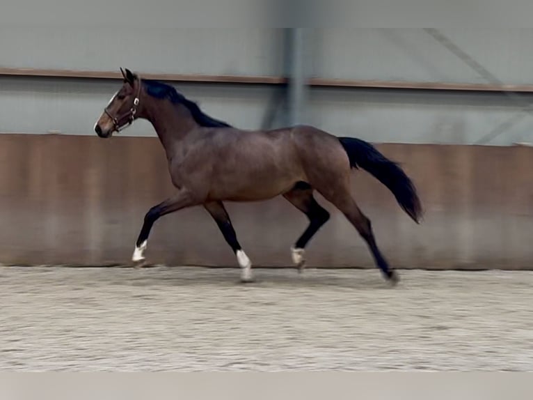 Oldenburg Stallion 3 years 16,1 hh Brown in Zieuwent