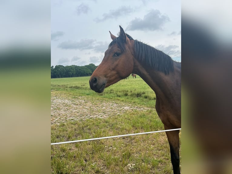 Oldenburg Stallion 3 years 16,1 hh Brown in Wiefelstede