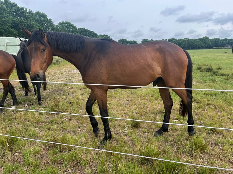 Oldenburg Stallion 3 years 16,1 hh Brown in Wiefelstede