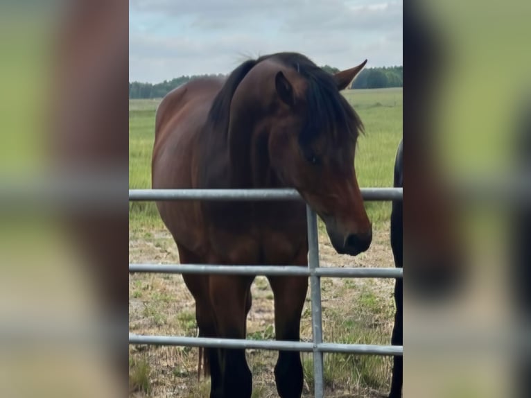 Oldenburg Stallion 3 years 16,1 hh Brown in Wiefelstede