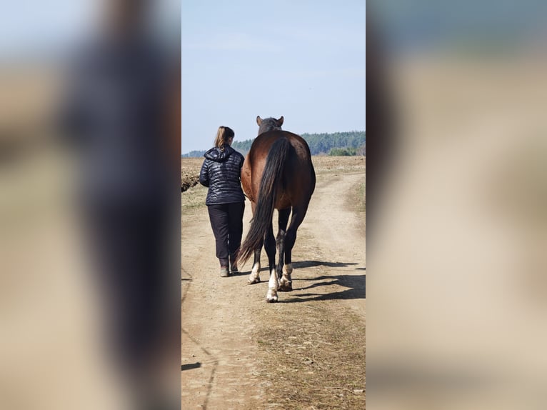 Oldenburg Stallion 3 years 16,1 hh Brown in Plzeň