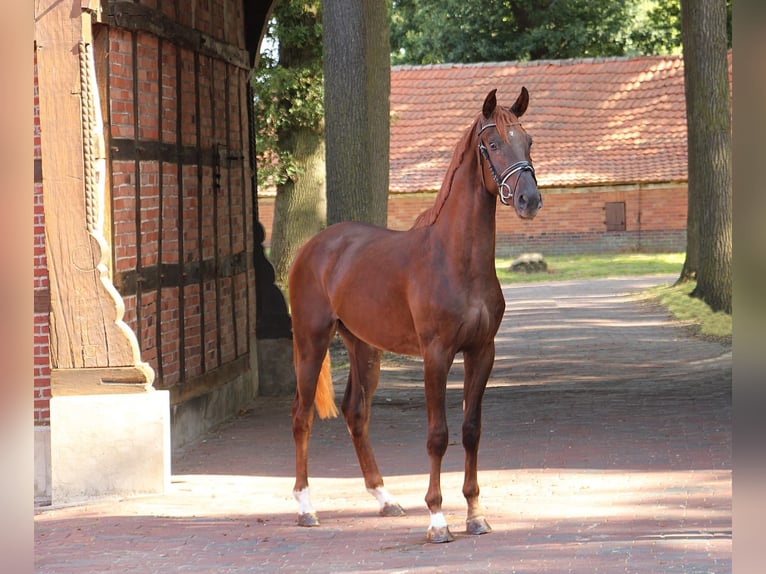 Oldenburg Stallion 3 years 16,1 hh Chestnut in Heidesheim am Rhein