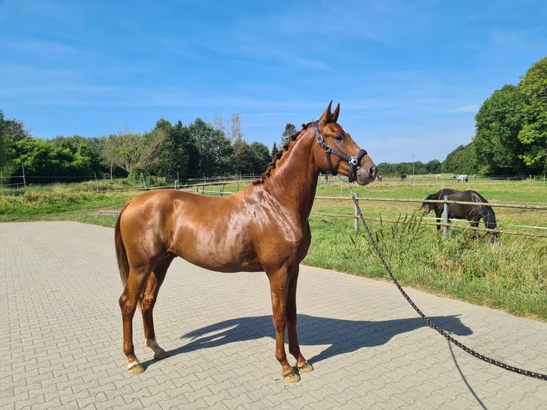 Oldenburg Stallion 3 years 16,1 hh Chestnut-Red in M&#xFC;lheim an der Ruhr