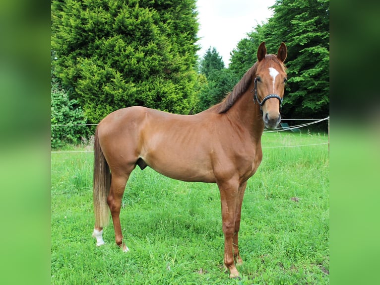Oldenburg Stallion 3 years 16,1 hh Chestnut-Red in M&#xFC;lheim an der Ruhr