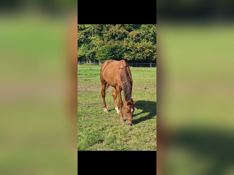 Oldenburg Stallion 3 years 16,1 hh Chestnut-Red in M&#xFC;lheim an der Ruhr