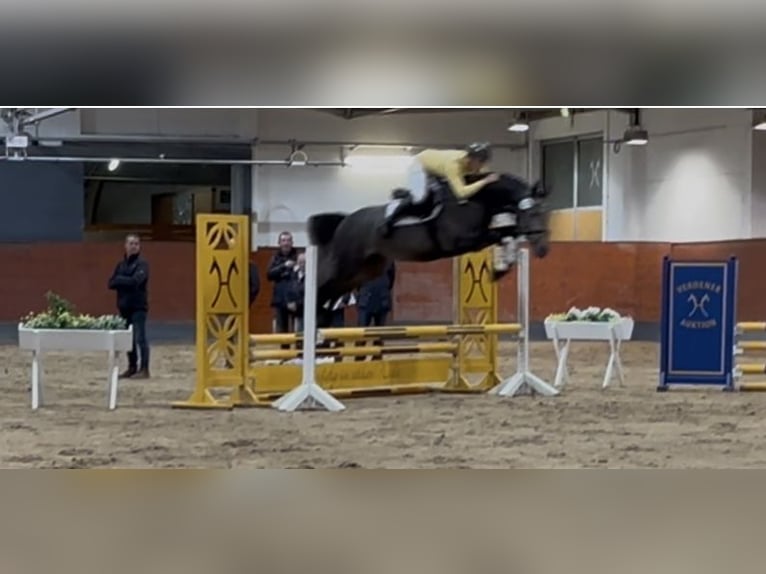 Oldenburg Stallion 3 years 16,1 hh Grey-Dark-Tan in Sottrum Oldenburg Stallion 3 years 16,1 hh Grey-Dark-Tan in Sottrum