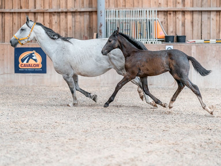 Oldenburg Stallion 3 years 16,1 hh Grey in Zduchovice