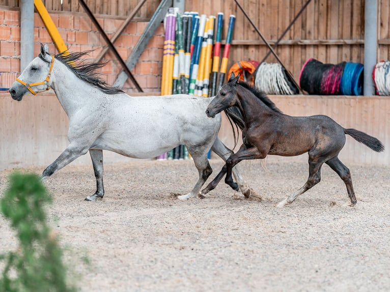 Oldenburg Stallion 3 years 16,1 hh Grey in Zduchovice