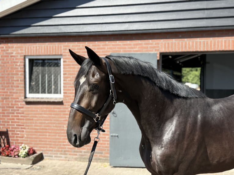 Oldenburg Stallion 3 years 16,1 hh Smoky-Black in Zieuwent