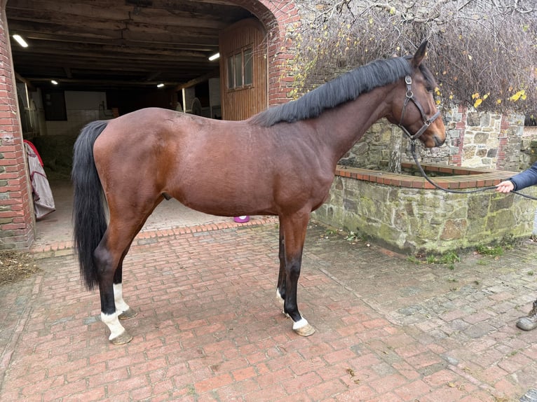 Oldenburg Stallion 3 years 16,2 hh Brown in Bramsche