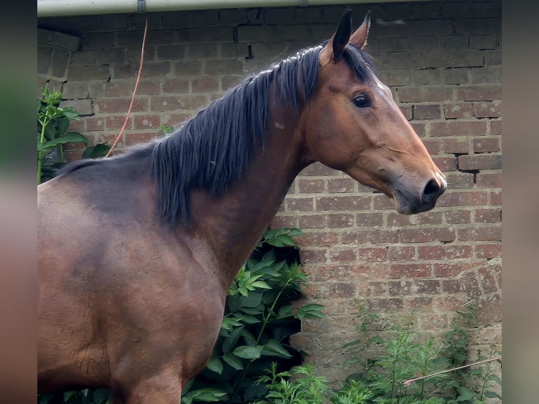 Oldenburg Stallion 3 years 16,2 hh Brown in Ehrenburg