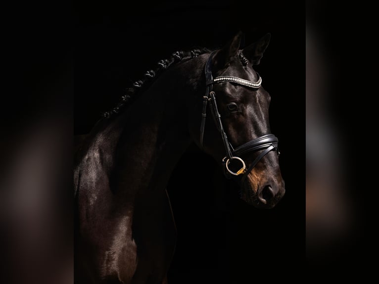 Oldenburg Stallion 3 years 16,2 hh Smoky-Black in Woerden