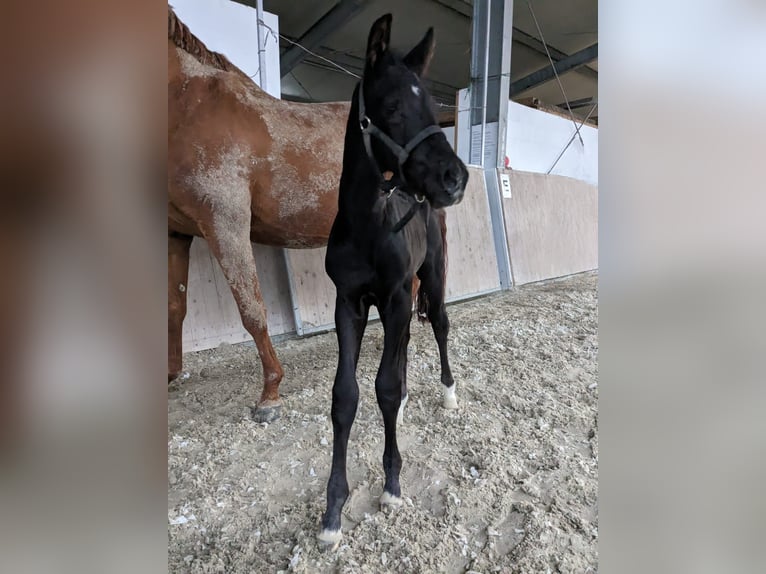 Oldenburg Stallion 3 years 17 hh Black in Esterwegen
