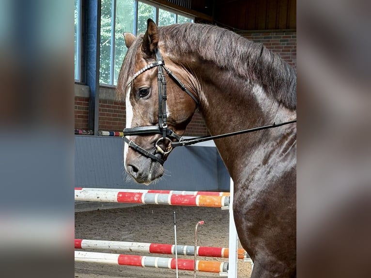 Oldenburg Stallion 3 years 17 hh Chestnut in Damme/D&#xFC;mmerlohausen