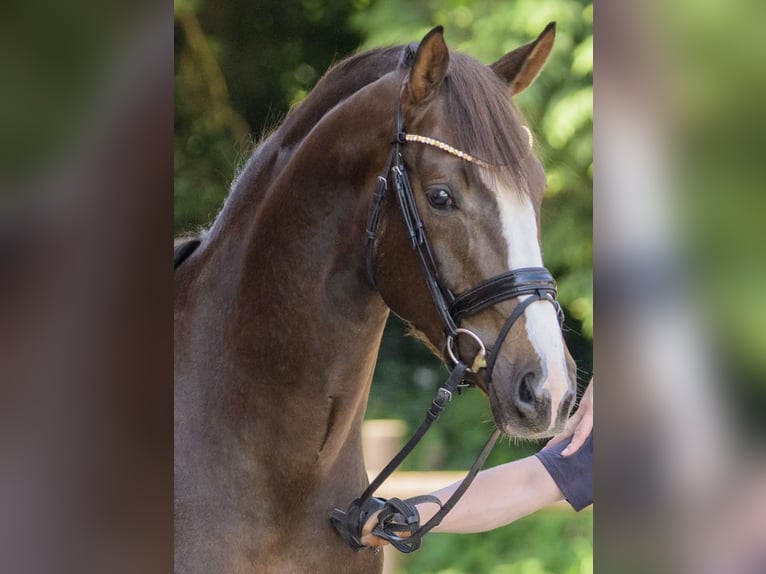 Oldenburg Stallion 3 years 17 hh Chestnut in Damme/D&#xFC;mmerlohausen