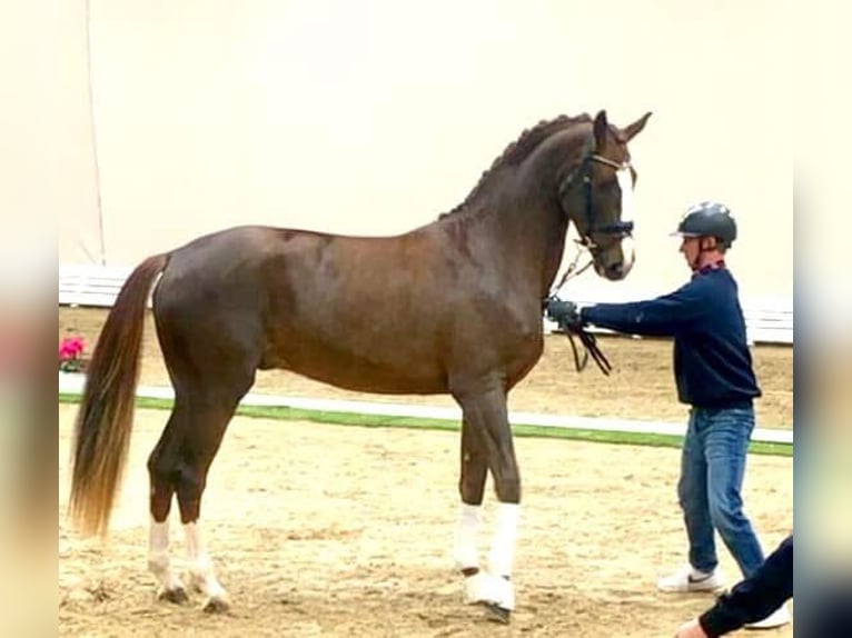 Oldenburg Stallion 3 years 17 hh Chestnut in Damme/D&#xFC;mmerlohausen