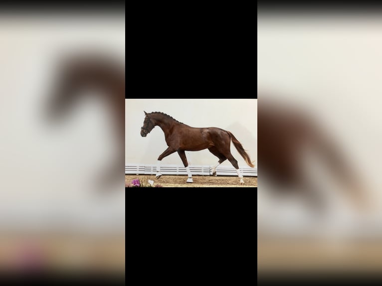 Oldenburg Stallion 3 years 17 hh Chestnut in Damme/D&#xFC;mmerlohausen