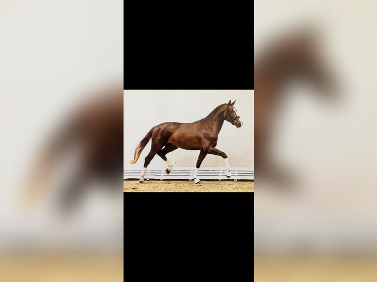 Oldenburg Stallion 3 years 17 hh Chestnut in Damme/D&#xFC;mmerlohausen