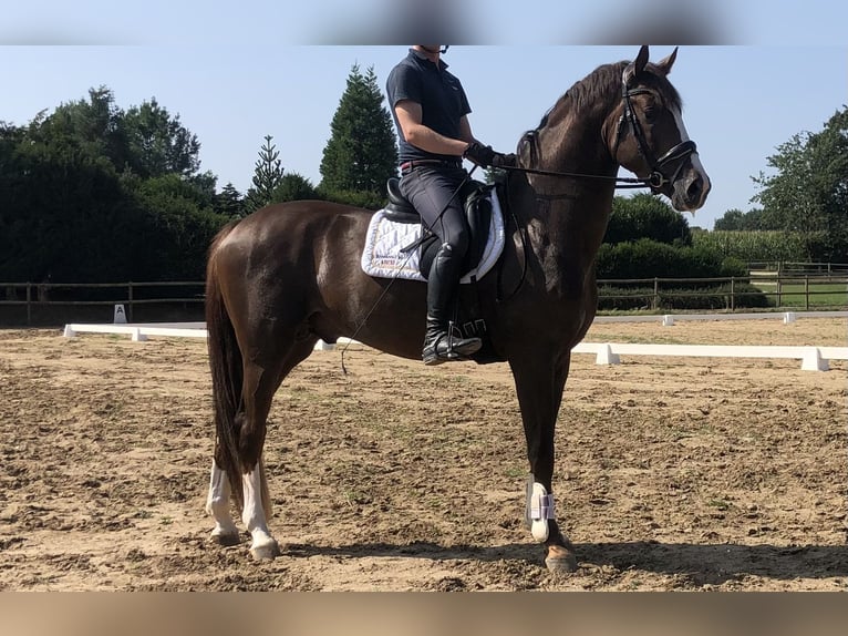 Oldenburg Stallion 3 years 17 hh Chestnut in Damme/D&#xFC;mmerlohausen