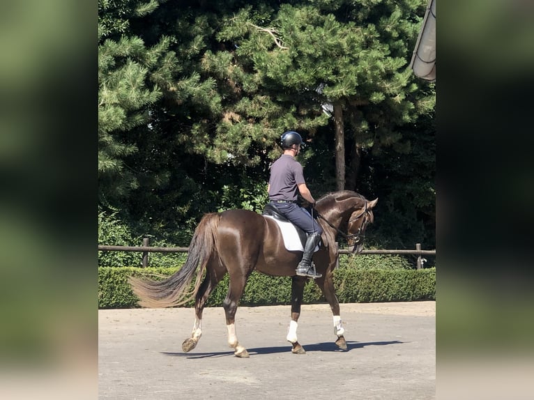 Oldenburg Stallion 3 years 17 hh Chestnut in Damme/D&#xFC;mmerlohausen