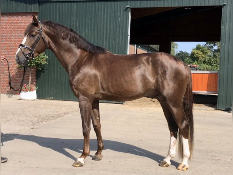 Oldenburg Stallion 3 years 17 hh Chestnut in Damme/D&#xFC;mmerlohausen