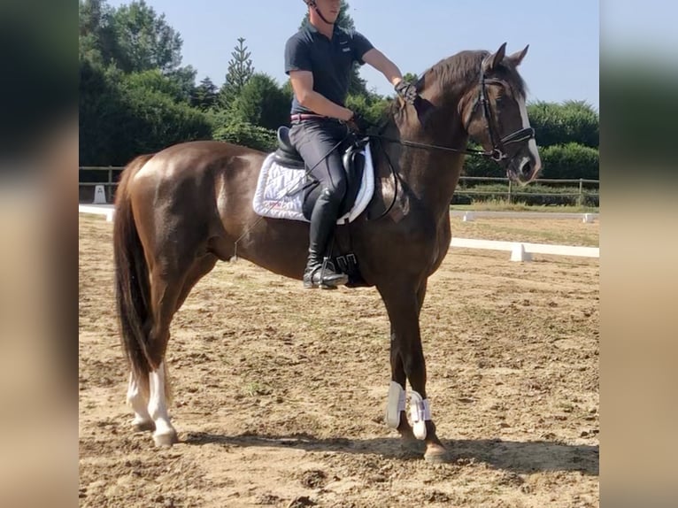 Oldenburg Stallion 3 years 17 hh Chestnut in Damme/D&#xFC;mmerlohausen