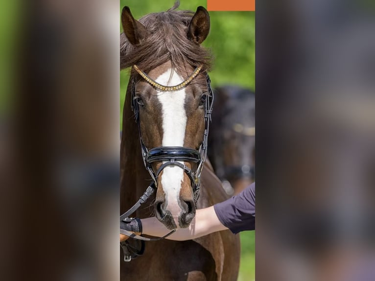 Oldenburg Stallion 3 years 17 hh Chestnut in Damme/D&#xFC;mmerlohausen