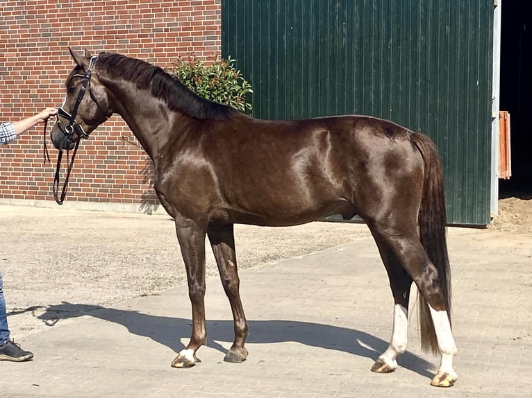 Oldenburg Stallion 3 years 17 hh Chestnut in Damme/D&#xFC;mmerlohausen