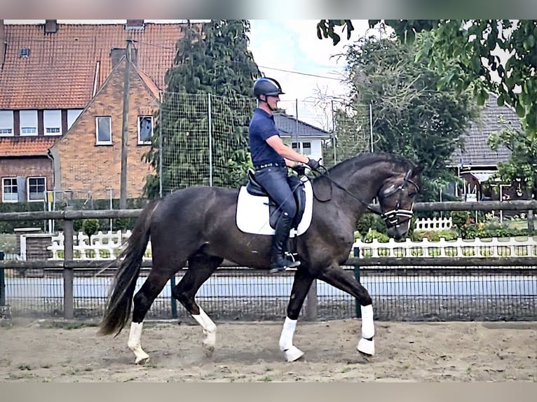 Oldenburg Stallion 3 years 17 hh Chestnut in Damme/D&#xFC;mmerlohausen