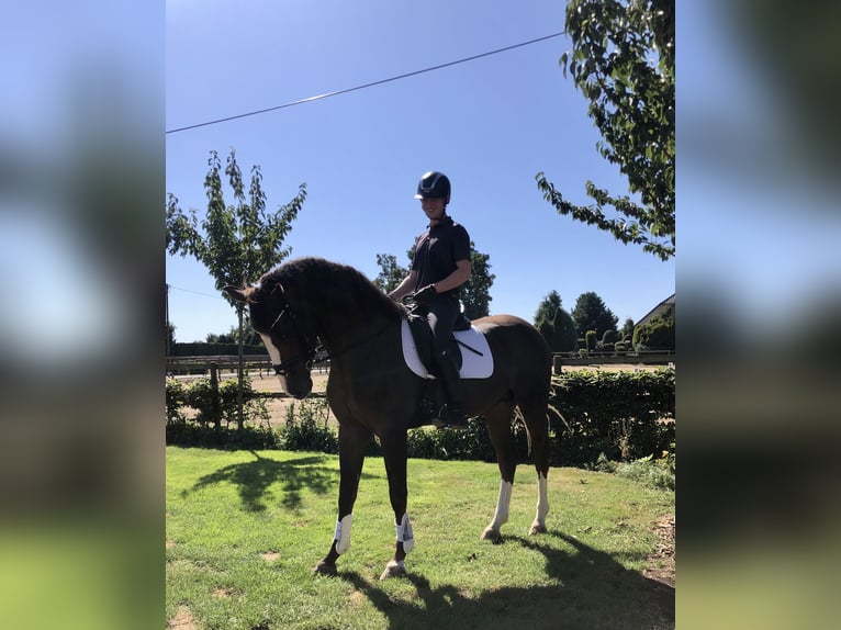 Oldenburg Stallion 3 years 17 hh Chestnut in Damme/D&#xFC;mmerlohausen