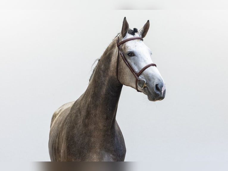 Oldenburg Stallion 3 years 17 hh Grey in Waddinxveen