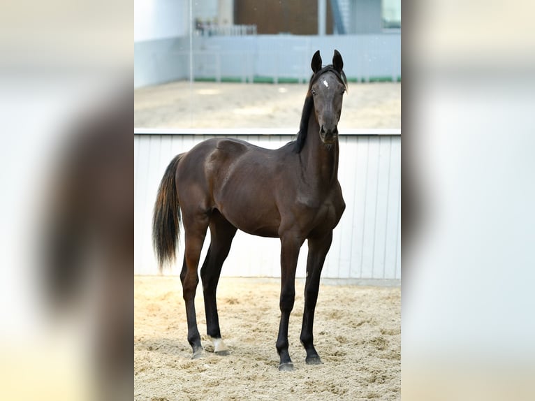 Oldenburg Mix Stallion 3 years Black in Ovelgönne