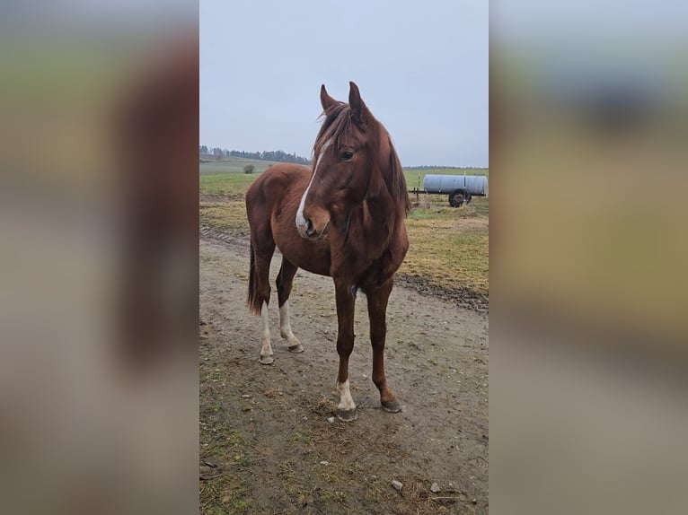 Oldenburg Stallion 3 years Chestnut in Hahnbach