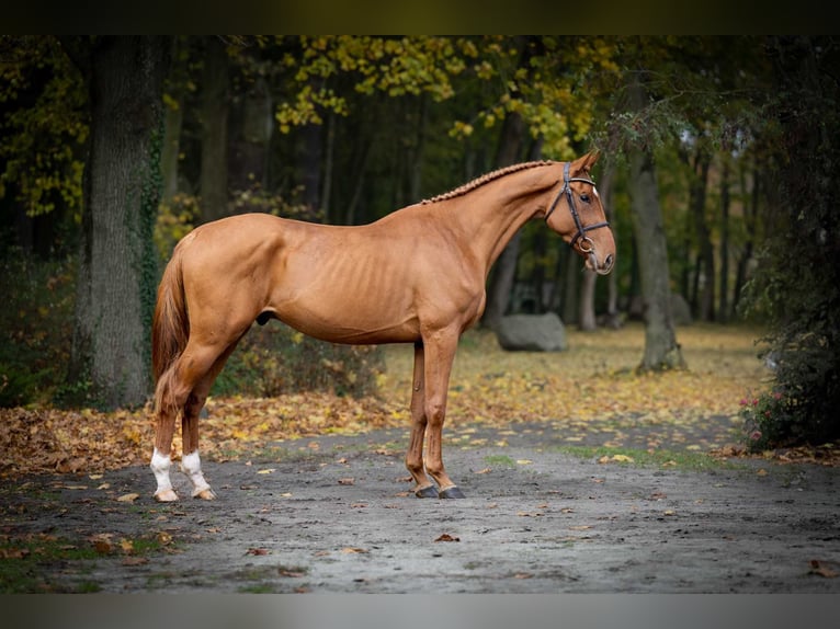 Oldenburg Stallion 3 years Chestnut-Red in Pozna&#x144;