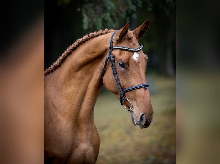Oldenburg Stallion 3 years Chestnut-Red in Pozna&#x144;