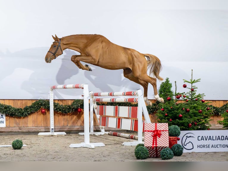 Oldenburg Stallion 3 years Chestnut-Red in Pozna&#x144;